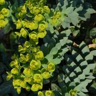 Euphorbia myrsinites (Wilczomlecz mirtowaty) - euphorbia_myrsinites_(wilczomlecz_mirtowaty)[2].jpg